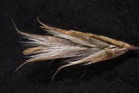 Image result for Nesaea rautanenii