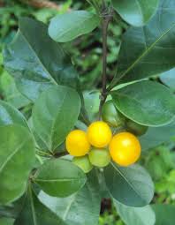 Image result for Solanum sp.no.2
