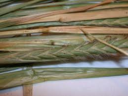 Image result for Heteropogon contortus