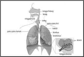 Sistem Pernapasan Manusia Pengertian Fungsi Dan Alatnya Haloedukasi Com
