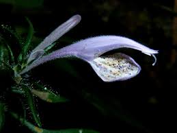 Image result for Isoglossa gregorii