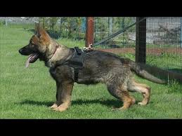Check spelling or type a new query. Oscar Katargo From 3 To 4 Months Old Gsd Puppy Youtube