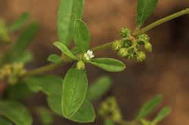 Image result for Limeum viscosum