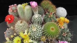 Este video te va ayudar a encontrar el nombre de algunas especies que tal vez buscabas. Cactus Ecured