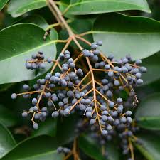 Image result for Ligustrum lucidum