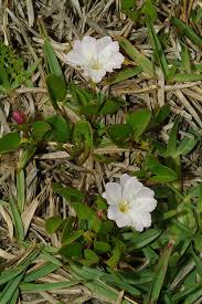 Image result for Falkia