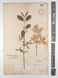 Image result for Fadogiella