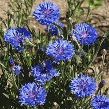 Centaurea Cyanus Blue Bachelor S Button Wildflower Seed