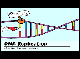 Sonnet 18 commonlit answers quizlet. Old Video Dna Replication The Cell S Extreme Team Sport Youtube