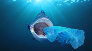 Moreover, they have backbones that's why they're also vertebrates. The Plastic Pollution Crisis How Plastic Pollution Affects All Animals Recycledge