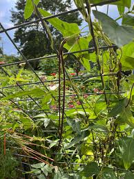 Image result for Asparagus pendulus