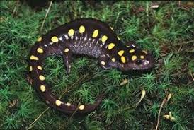 Black And White Tegu Lizard Sc Spotted Salamander The Spotted Salamander Or Yellow Spotted Salamander Is A Mole Salamander Common In The Eastern United Mole Salamander Salamander Amphibians