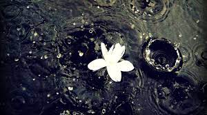 Check spelling or type a new query. Wallpaper Download 1920x1080 Beautiful White Flower In The Rain Big Water Drops Rainy Day Photography Rainy Day Photography Nature Rain Wallpapers