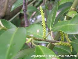 Image result for Excoecaria bussei