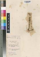 Image result for Sebaea brachyphylla