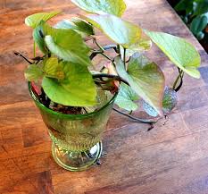 I placed it in a 18″ pot and it completely filled up the pot when i harvested it. How I Grow Sweet Potatoes Kevin Lee Jacobs