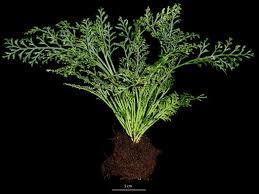 Image result for Asplenium abyssinicum