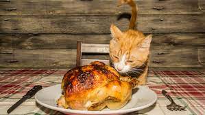 Can Cats Eat Turkey Is Turkey Safe For Cats Cattime