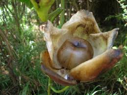 Image result for Merremia tuberosa