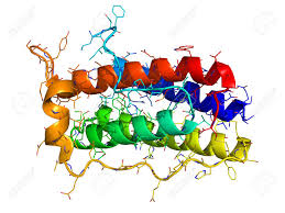 De wikipedia, la enciclopedia libre. Leptin The Human Obesity Protein That Regulates An Appetite Stock Photo Picture And Royalty Free Image Image 14568679