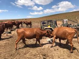 All our cattle are current on vaccines and health tested too. Bonsmara Brahman And Nguni Cattle Free State On Engormix Ref 36597
