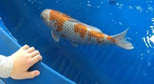 While tiny goldfish in a pond might not sound like a cause for alarm, when they're released in the wild they can turn into a big problem. Fish For Small Garden Ponds Goldfish Comets Shubunkins