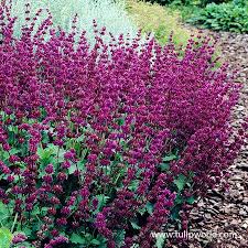 Explore a wide range of the best plant watering spikes on aliexpress to find one that suits you! Purple Rain Salvia Is A Low Maintenance Perennial Best For Sunny Locations Purple Rain Salvia Is Upright In Perennial Plants Plants Low Maintenance Perennials