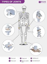 types of joints classification of joints in the human body