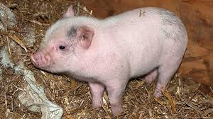 A Complete Guide To Watering Systems For Pet Pigs Kippax Farms