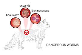 If a flea from a dog jumps onto a cat (or vice versa) and gets ingested, there is the potential for a tapeworm infestation to develop. Types Of Worms In Cats Learn About The 4 Basic Types