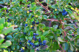 Image result for Scutia