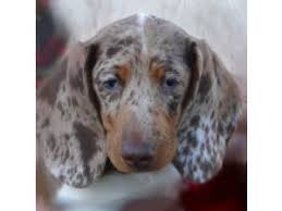 Последние твиты от dachshund breeders (@roxdachshunds). Dachshund Puppies In Washington