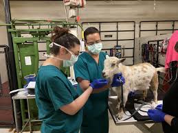 12180 ridgecrest rd, victorville, ca 92395. Nc State Veterinary Hospital Home Nc State Veterinary Medicine