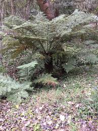 Image result for Cyathea dregei