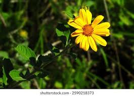 Image result for Aspilia