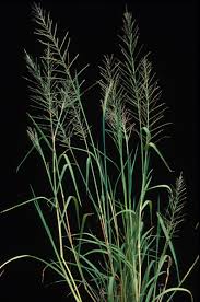 Image result for Lipocarpha chinensis