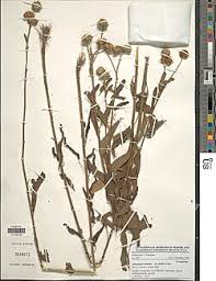 Image result for Anisopappus chinensis