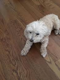 Tlc pet care centers in 11808 hamilton ave with phone number +15138254011, address, and interactive map (1,815.35 mi) cincinnati, oh 45231. Tlc Pet Care Centers Home Facebook