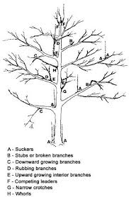 When is late winter in southwest oklahoma? Pruning Apple Trees First Winter If There Has Been A Lot Of New Growth Choose 3 To 5 Branches Pruning Apple Trees Apple Tree Care How To Prune Apple Trees