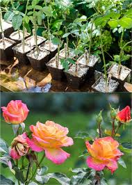 One important note, rooting rose cuttings works best with native species rather than grafted plants. Grow Roses From Cuttings 2 Best Ways To Propagate A Piece Of Rainbow