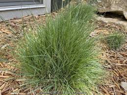 Image result for Laggera gracilis