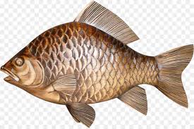 Inilah 21 jenis ikan nila yang dibudidayakan di indonesia, lengkap dengan gambar dan ciri ciri. Fish Cartoon Png Download 1507 1000 Free Transparent Fish Png Download Cleanpng Kisspng