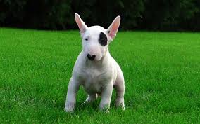 Our miniature bull terriers have 16 beautiful acres to roam and explore. Bullterrier Puppies Breed Information Puppies For Sale