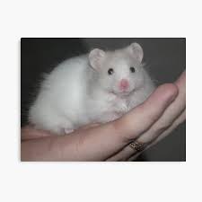 Check spelling or type a new query. Close Up Of A White Syrian Hamster Photographic Print By Click13 Redbubble