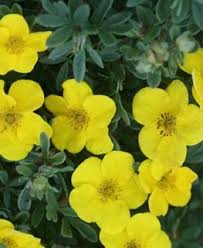 Check spelling or type a new query. 16 Best Flowering Shrubs Beautiful Bushes With Flowers Garden Design