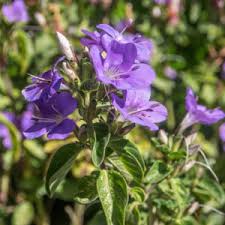 Image result for Barleria setosa