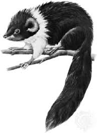Giant cloud rat giant cloud rat ejuice. Cloud Rat Rodent Britannica
