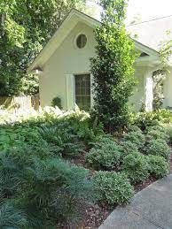 Old Village Additions Mt Pleasant Sc Mojo Pittosporum Shade Garden Old Village
