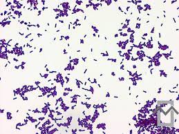 A microbial biorealm page on the genus listeria monocytogenes. Pin En Microbiology