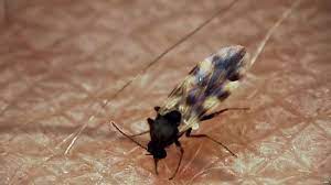 Midge is a system for tracking bugs found during the commercial development of a software product. Buzz Off Midge Song Heralds Start Of Icelandic Summer Bbc News